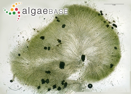 Chaetophora tuberculosa (Roth) C.Agardh