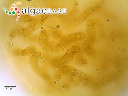 Litholepis caspica (Foslie) Foslie