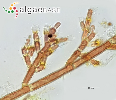 Audouinella hermannii (Roth) Duby