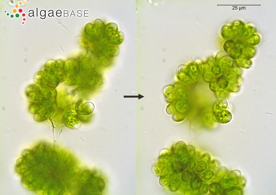 Botryococcus protuberans West & G.S.West