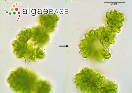 Botryococcus protuberans West & G.S.West