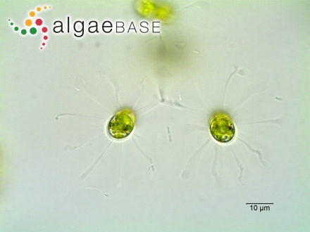 Cosmocladium constrictum (W.Archer) W.Archer ex Joshua