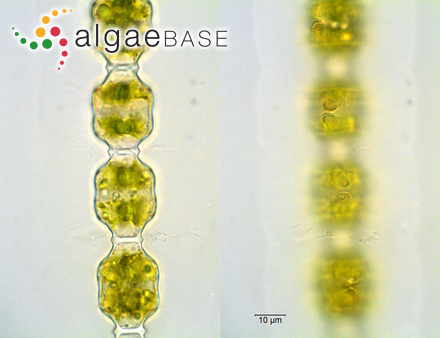 Desmidium coarctatum var. cambricum West