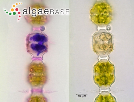 Laminaria flexicaulis var. australis Areschoug