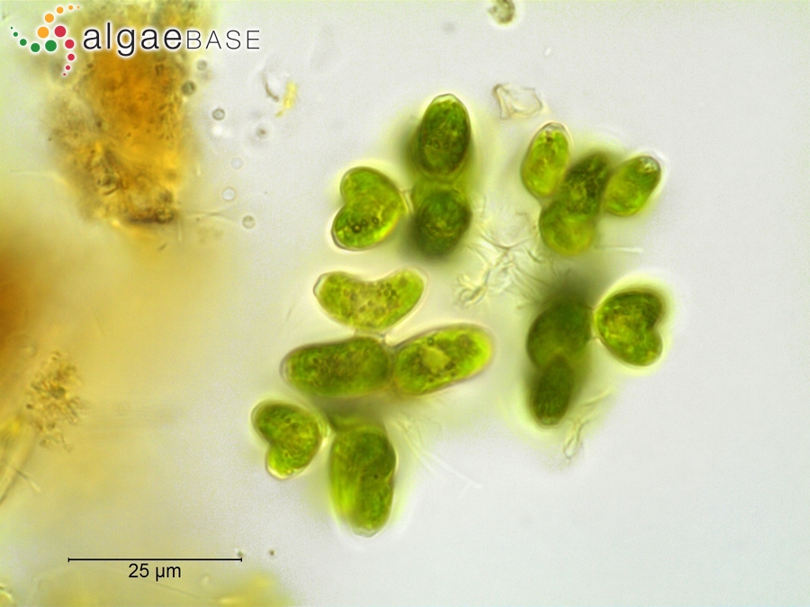 Dimorphococcus lunatus A.Braun