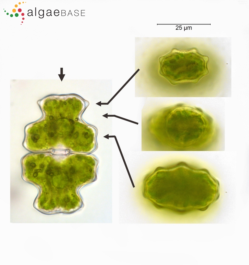 Euastrum pectinatum Brébisson ex Ralfs