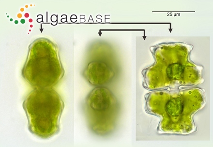 Laminaria nigripes var. longipes (Kjellman) Rosenvinge