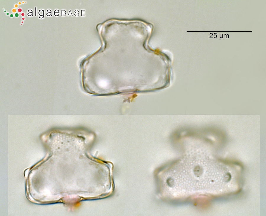 Euastrum pectinatum Brébisson ex Ralfs