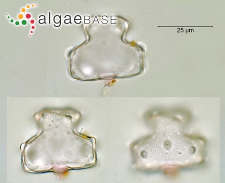 Laminaria nigripes f. oblonga Kjellman