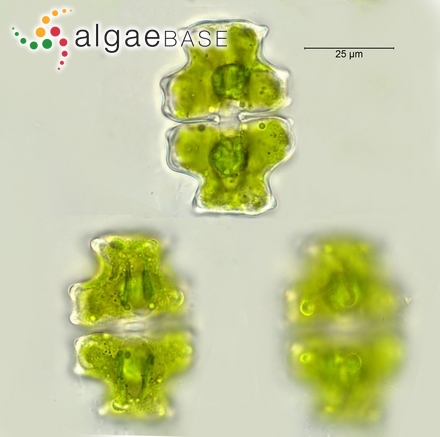 Laminaria nigripes f. reniformis Kjellman