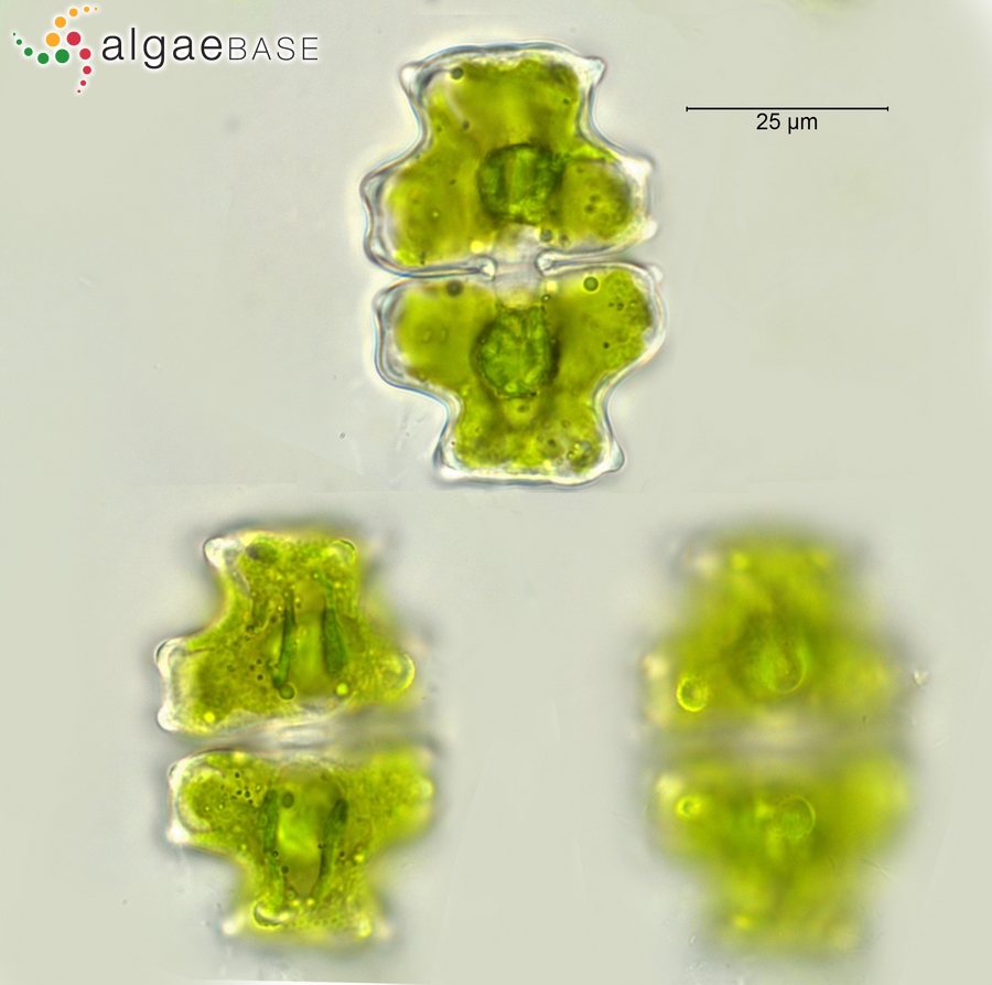 Euastrum pectinatum Brébisson ex Ralfs