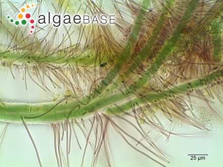 Heteroleibleinia rigidula (Kützing ex Hansgirg) L.Hoffmann