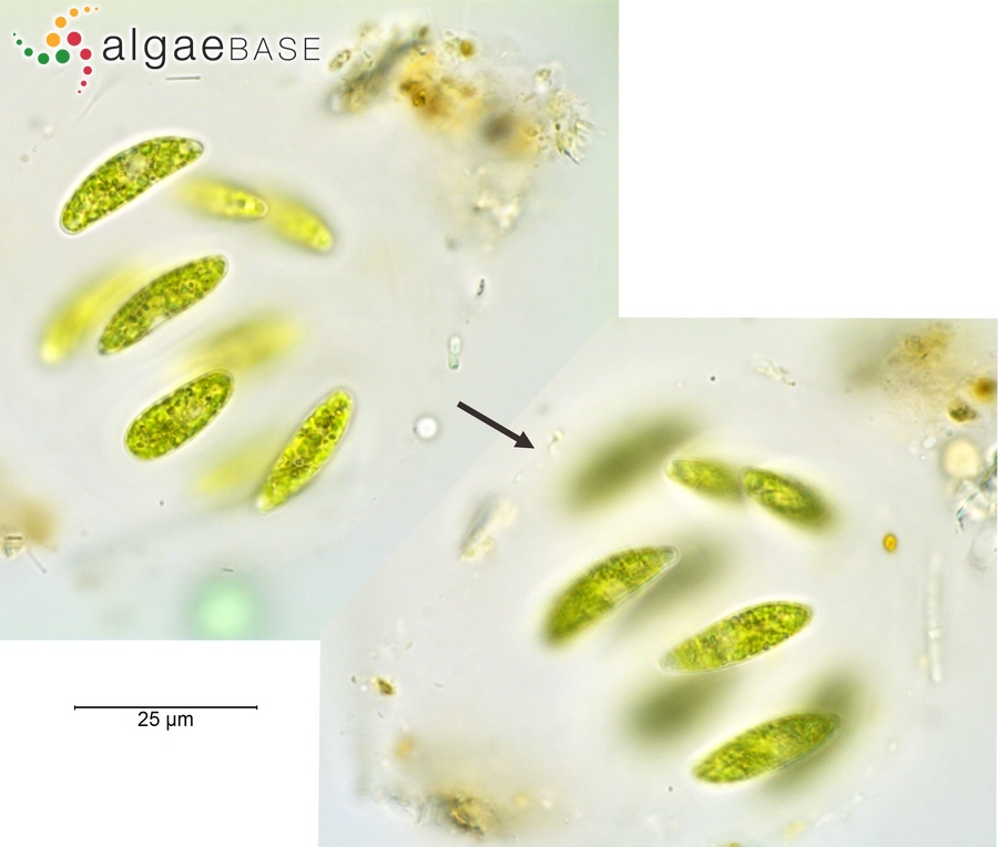 Nephrocytium agardhianum Nägeli