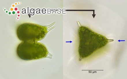 Staurastrum longispinum (Bailey) W.Archer