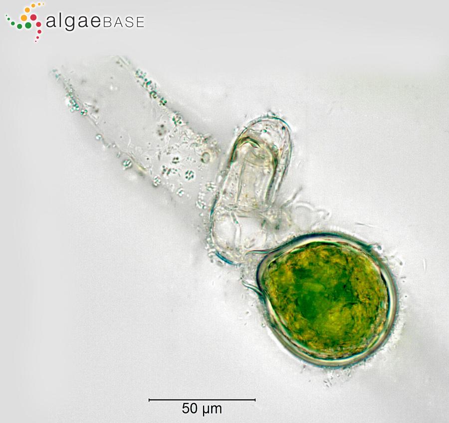 Vaucheria bursata (O.F.Müller) C.Agardh