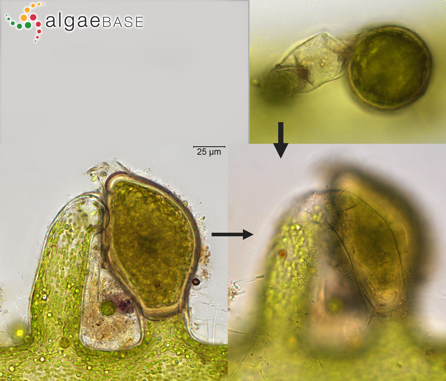 Vaucheria bursata (O.F.Müller) C.Agardh