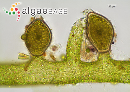 Vaucheria bursata (O.F.Müller) C.Agardh