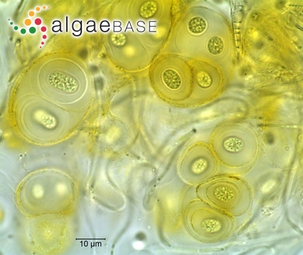 Gloeothece membranacea (Rabenhorst) Bornet