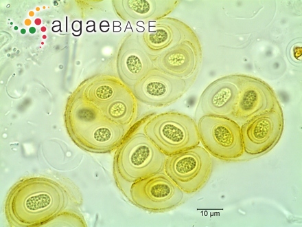Gloeothece membranacea (Rabenhorst) Bornet