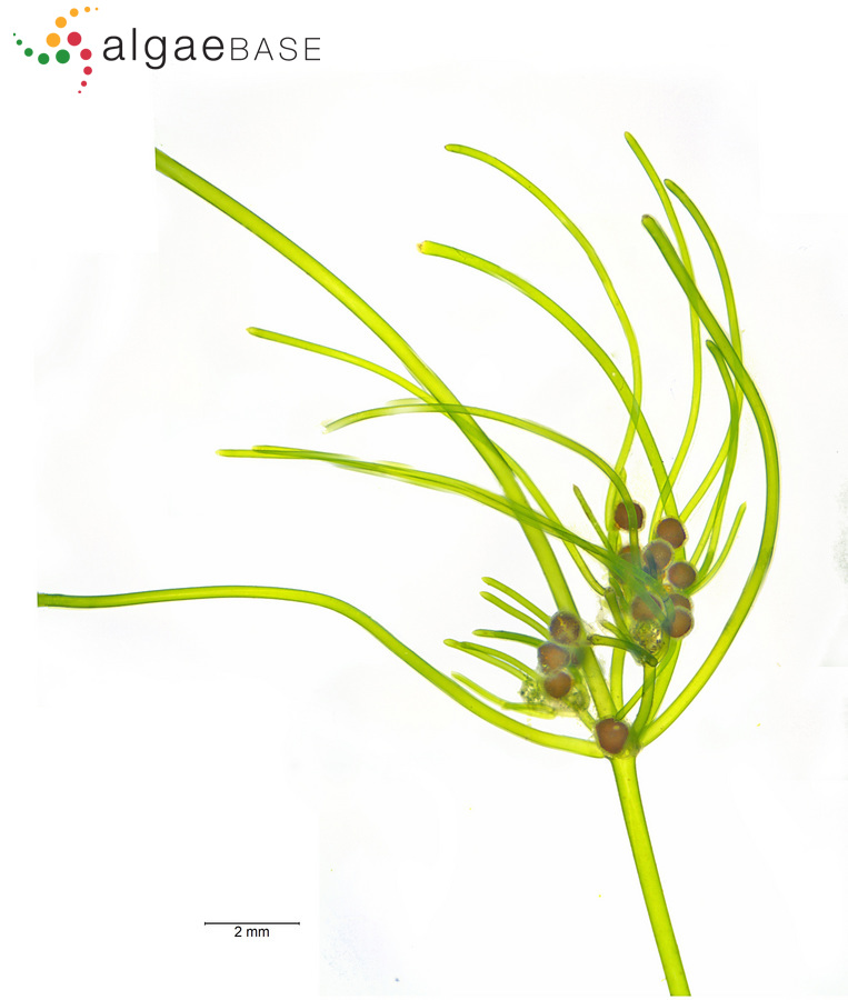 Nitella opaca (C.Agardh ex Bruzelius) C.Agardh