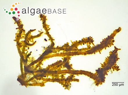 Stigonema mamillosum C.Agardh ex Bornet & Flahault