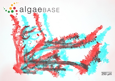 Stigonema mamillosum C.Agardh ex Bornet & Flahault