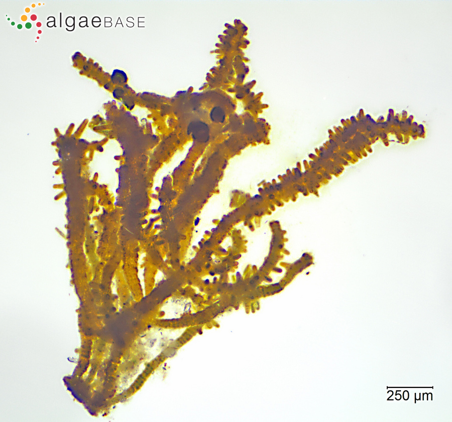 Stigonema mamillosum C.Agardh ex Bornet & Flahault