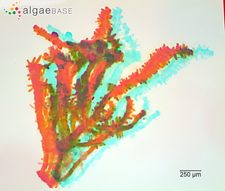 Stigonema mamillosum C.Agardh ex Bornet & Flahault