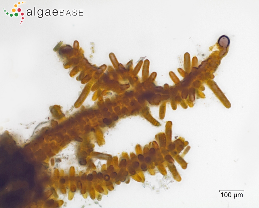 Stigonema mamillosum C.Agardh ex Bornet & Flahault