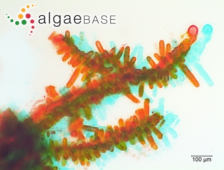 Antithamnionella elegans var. boergesenii Cormaci & G.Furnari