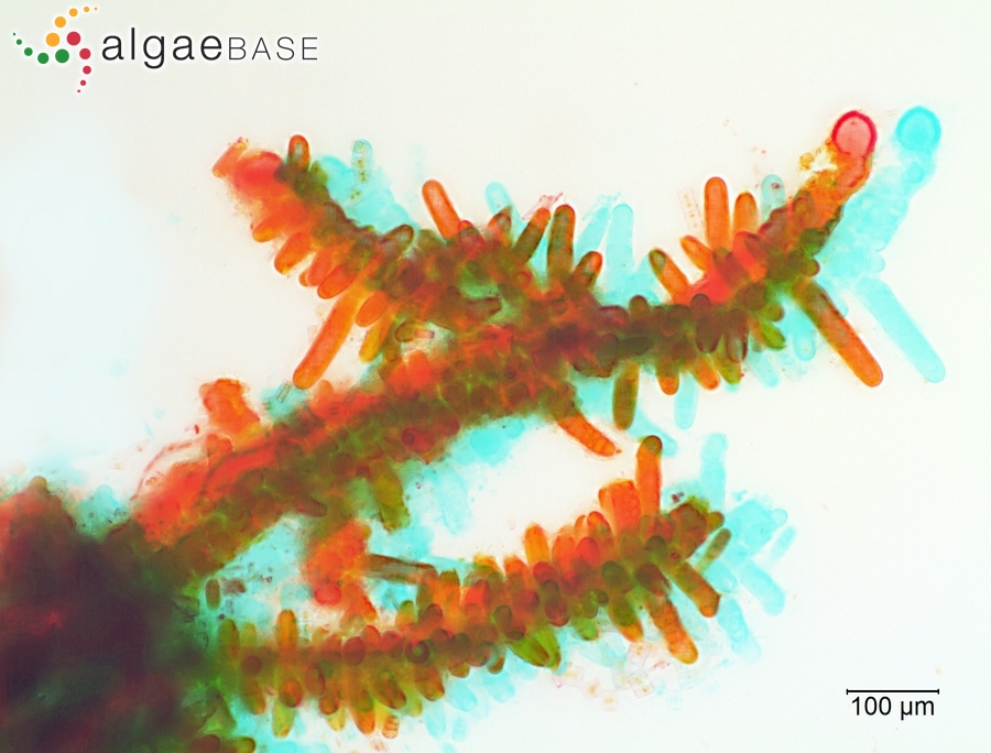 Stigonema mamillosum C.Agardh ex Bornet & Flahault