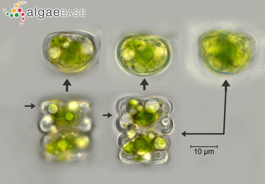 Cosmarium obliquum Nordstedt