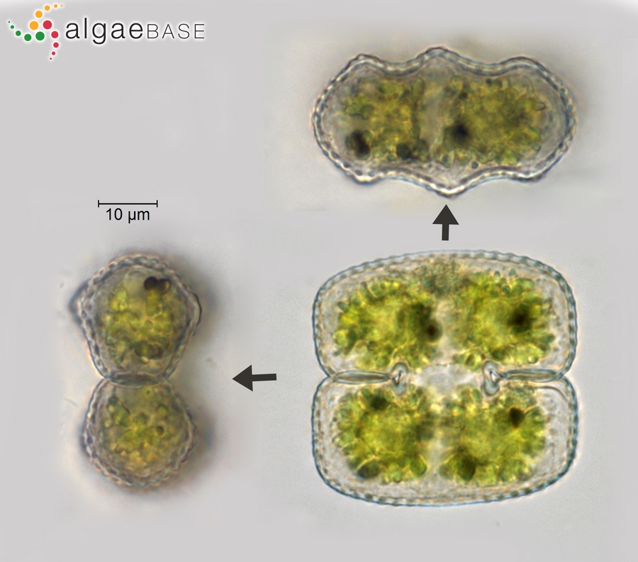 Cosmarium biretum subsp. trigibberum Nordstedt