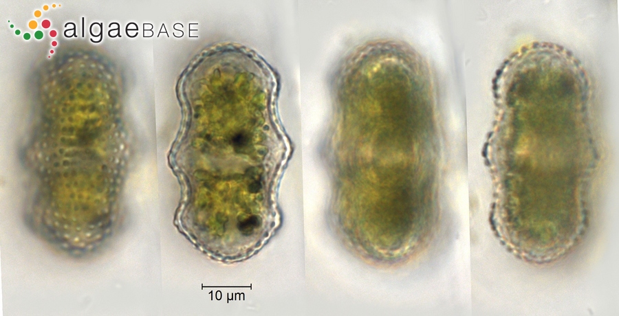 Cosmarium biretum subsp. trigibberum Nordstedt