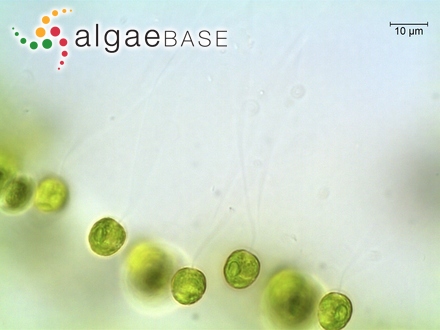 Tetraspora gelatinosa (Vaucher) Desvaux