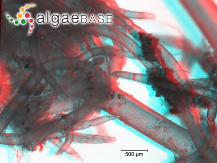 Tolypella prolifera (Ziz ex A.Braun) Leonhardi