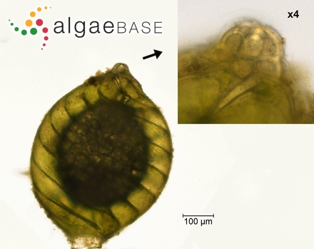 Tolypella prolifera (Ziz ex A.Braun) Leonhardi