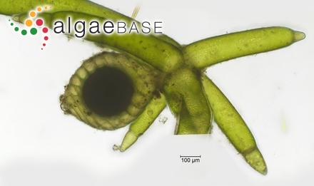 Tolypella prolifera (Ziz ex A.Braun) Leonhardi