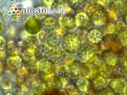 Calothrix fuscoviolacea P.Crouan & H.Crouan ex Bornet & Flahault