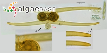 Closterium lineatum Ehrenberg ex Ralfs