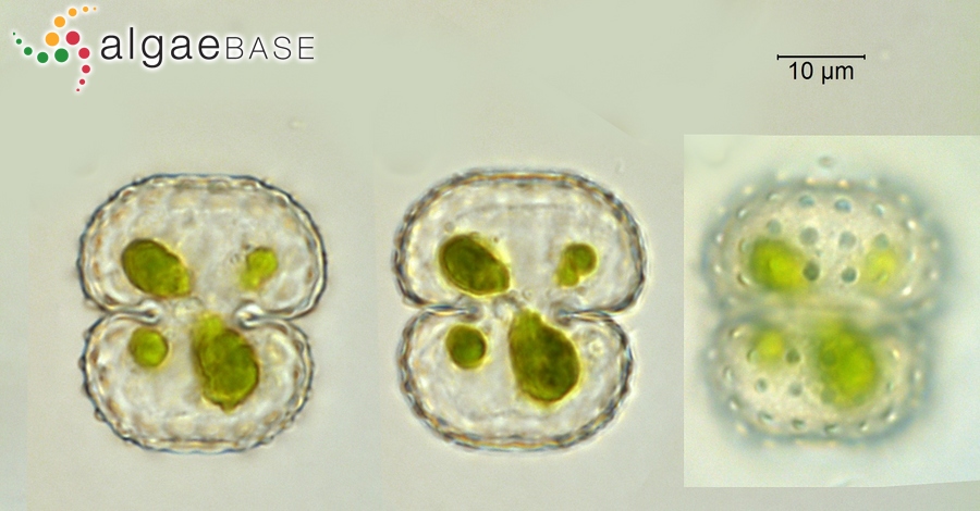 Cosmarium orthostichum P.Lundell