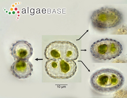 Cosmarium orthostichum P.Lundell