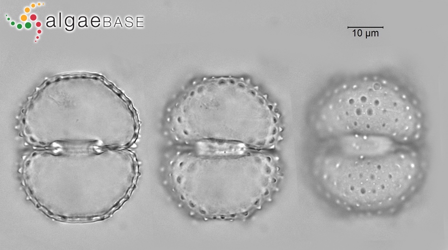 Cosmarium quinarium P.Lundell