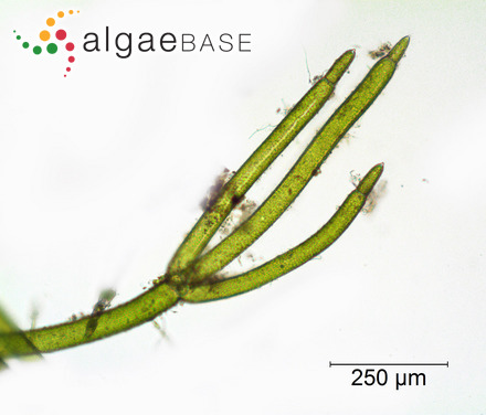 Nitella tenuissima (Desvaux) Kützing