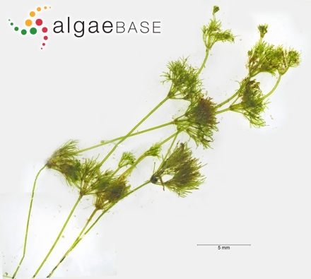 Nitella tenuissima (Desvaux) Kützing