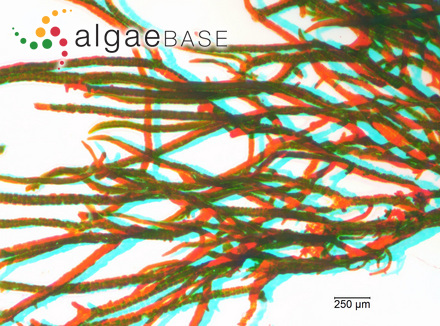 Pleurocapsa magna Weber Bosse