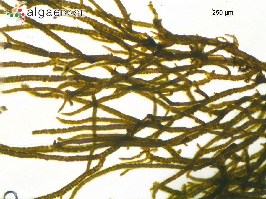 Stigonema mamillosum C.Agardh ex Bornet & Flahault