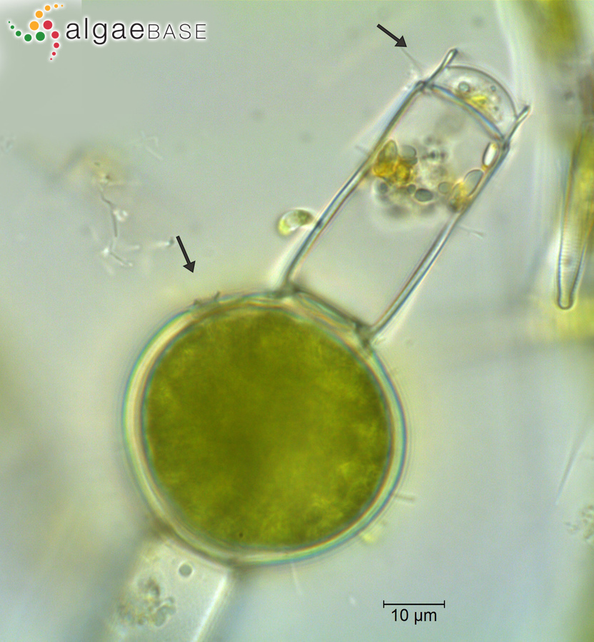 Oedogonium fragile Wittrock ex Hirn