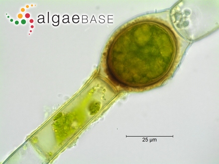 Oedogonium suecicum Wittrock ex Hirn