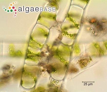 Spirogyra singularis Nordstedt